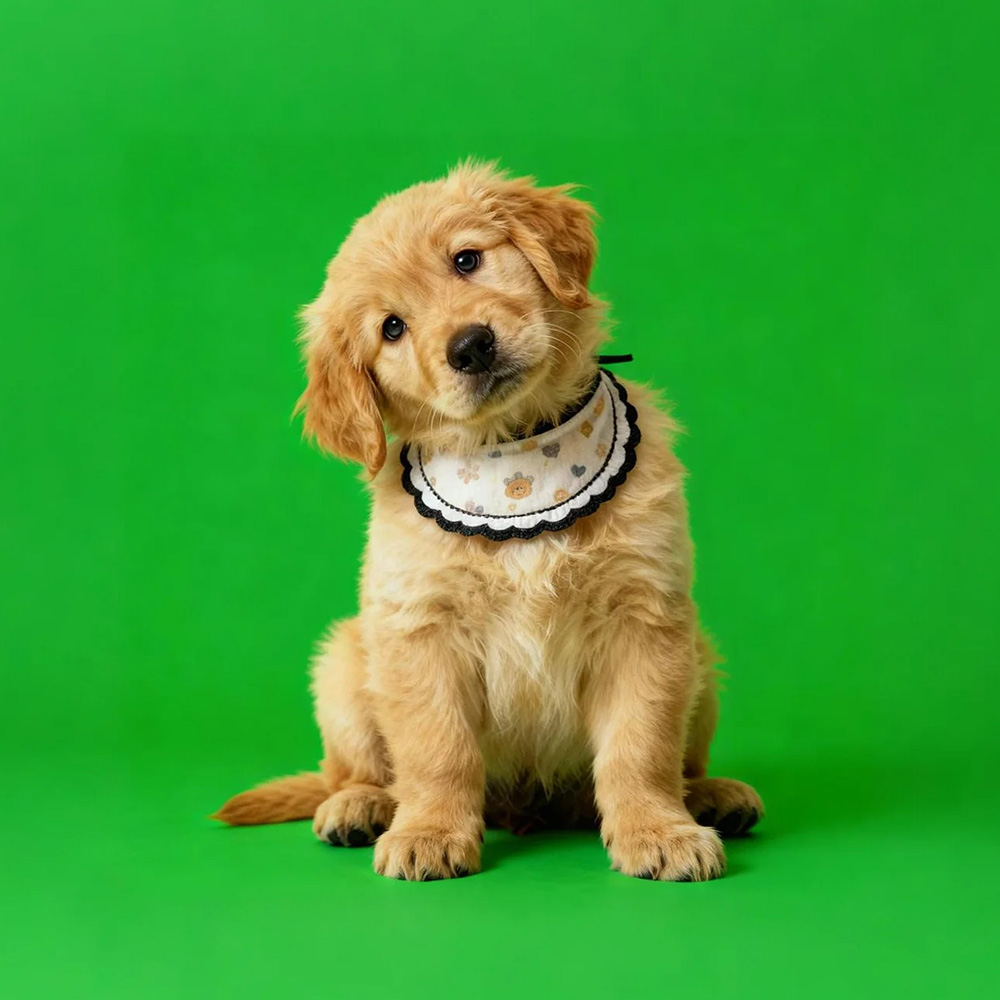 Holographic Digital Sences For Pet Holographic Digital House(Only Digital Sences Video by E-mail; Pet House Need to be purchased separately)US - Image 2