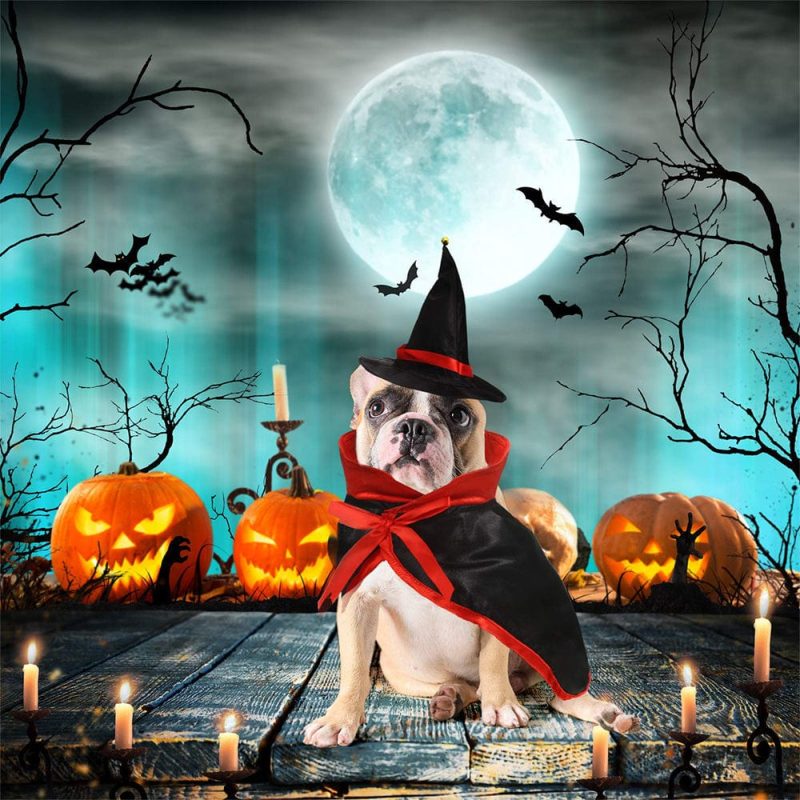Halloween Pet Costume Set Vampire Cloak with Wizard Hat for Cat Puppy Halloween Party Pet Cosplay